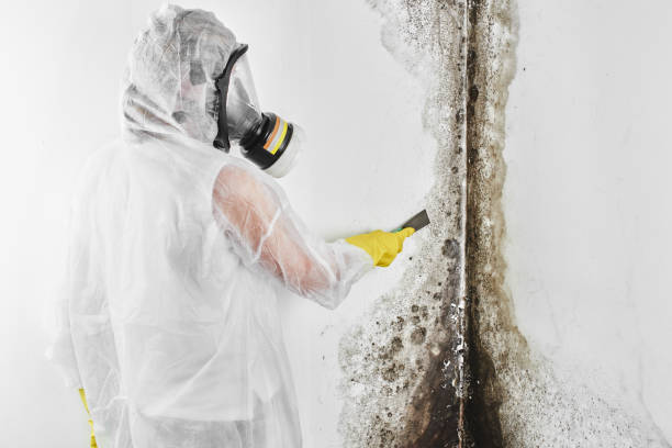 Best Residential Mold Removal  in River Falls, WI