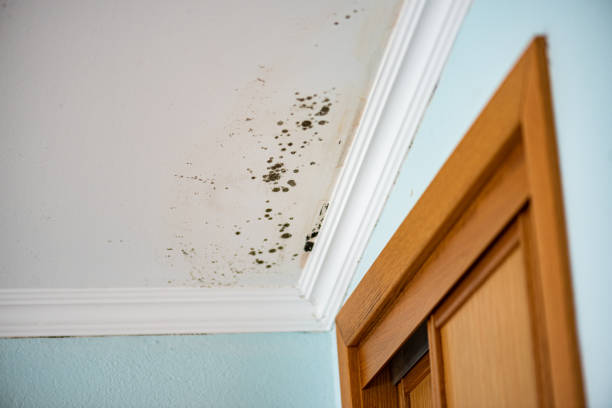 Best Attic Mold Removal  in River Falls, WI