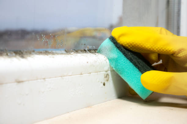 Best Mold Removal Near Me  in River Falls, WI