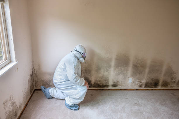 Mold Removal and Inspection in River Falls, WI