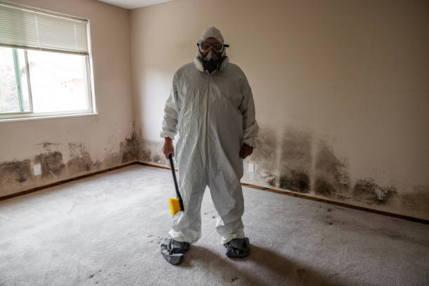 Best Black Mold Removal  in River Falls, WI