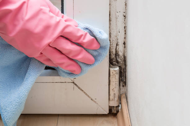 Best Commercial Mold Removal  in River Falls, WI